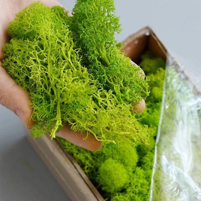Sphagnum Moss Dry - エターライフ-造花グリーンの植物,草,家,庭の装飾,手作りの装飾,20g, 40g, 80g